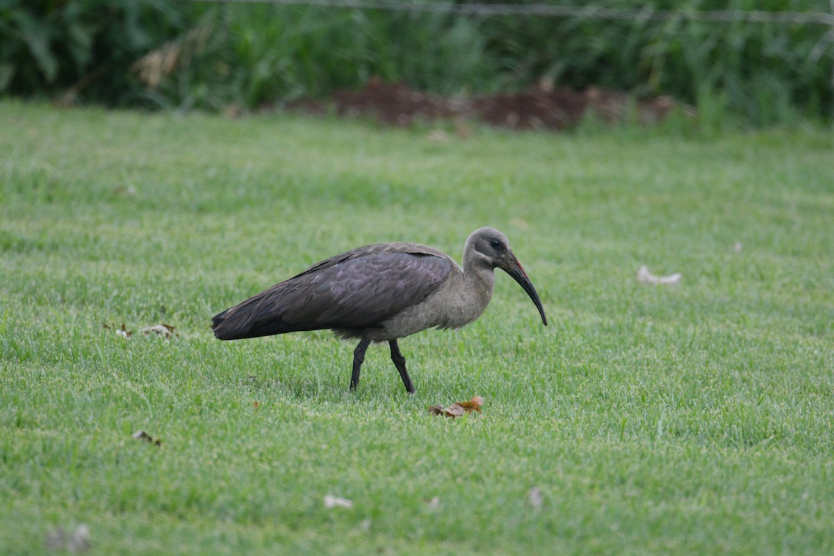 Hadada Ibis - ML635386461
