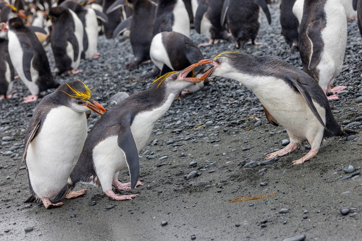 Royal Penguin - ML635386463