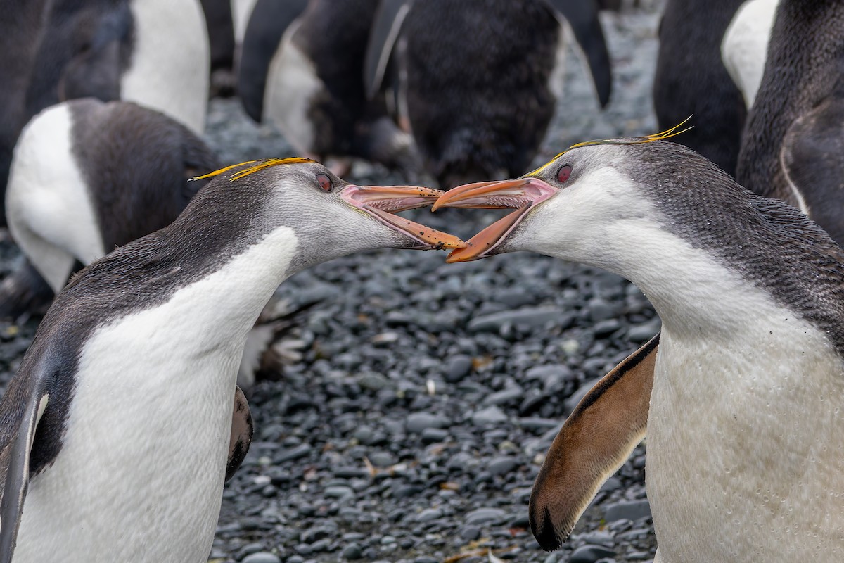 Royal Penguin - ML635386467