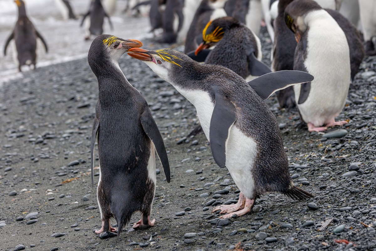 Royal Penguin - ML635386470