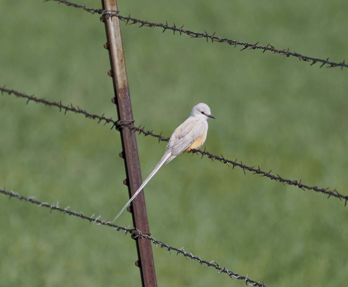 Scissor-tailed Flycatcher - ML635386471