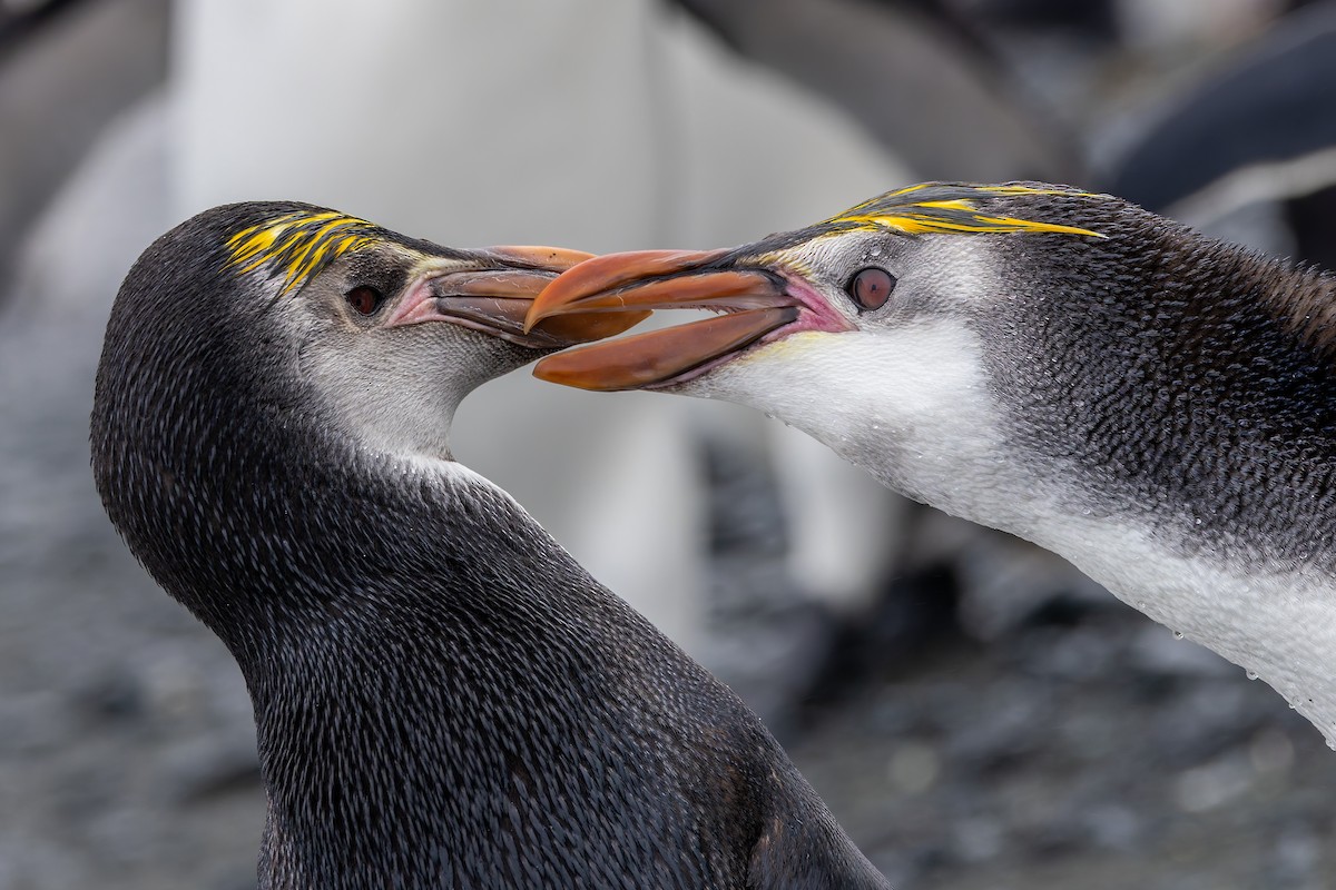 Royal Penguin - ML635386485