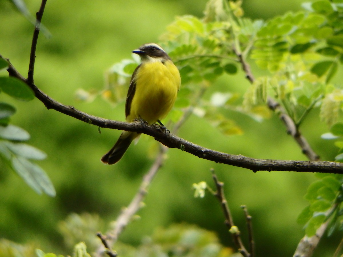 Social Flycatcher - ML635386487