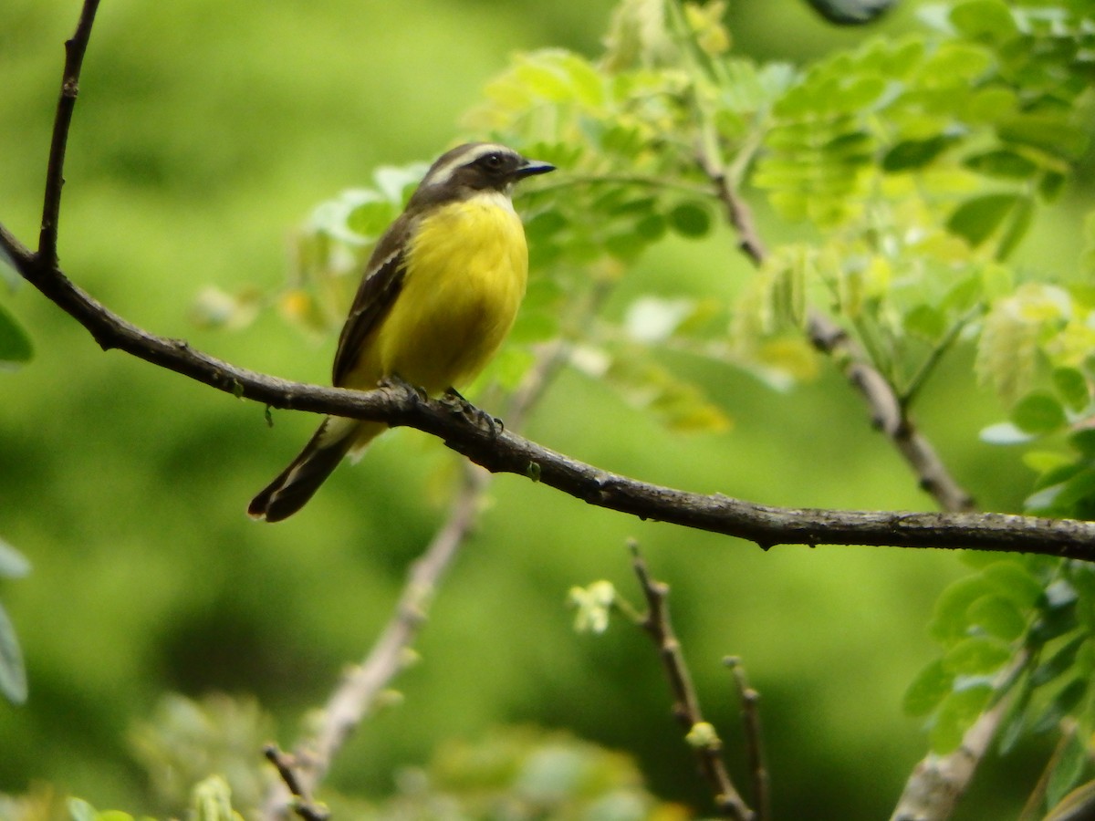 Social Flycatcher - ML635386491