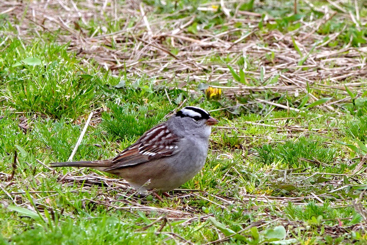 White-crowned Sparrow - ML635386531