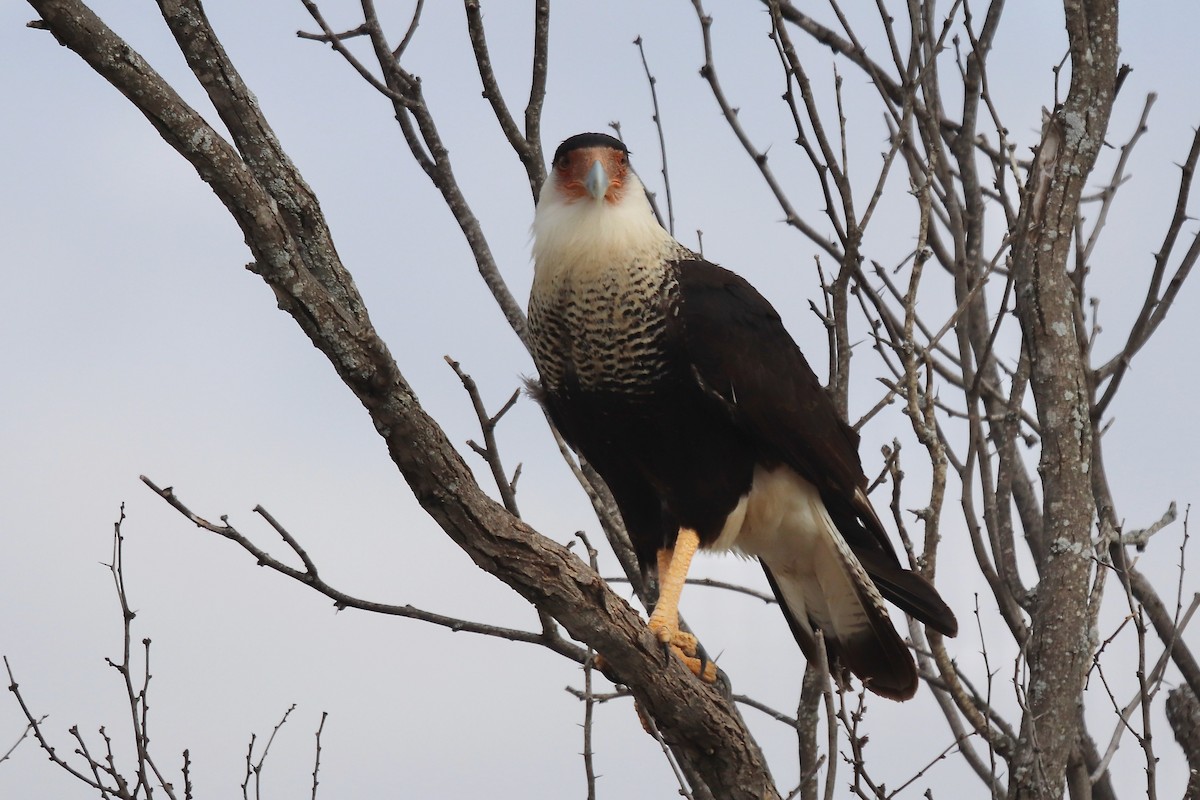 Caracara huppé - ML635386538