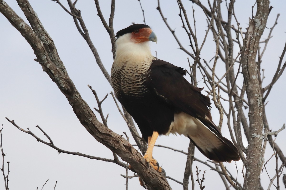 Caracara huppé - ML635386543