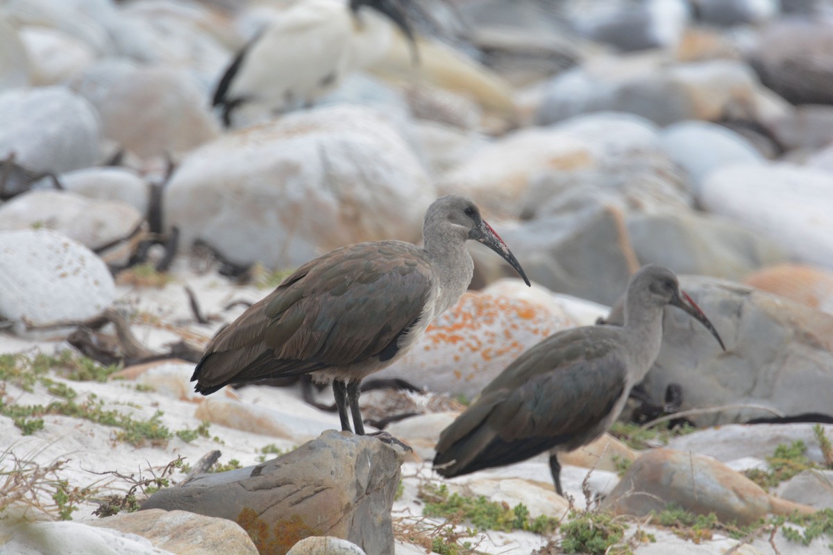 Hadada Ibis - ML635386548