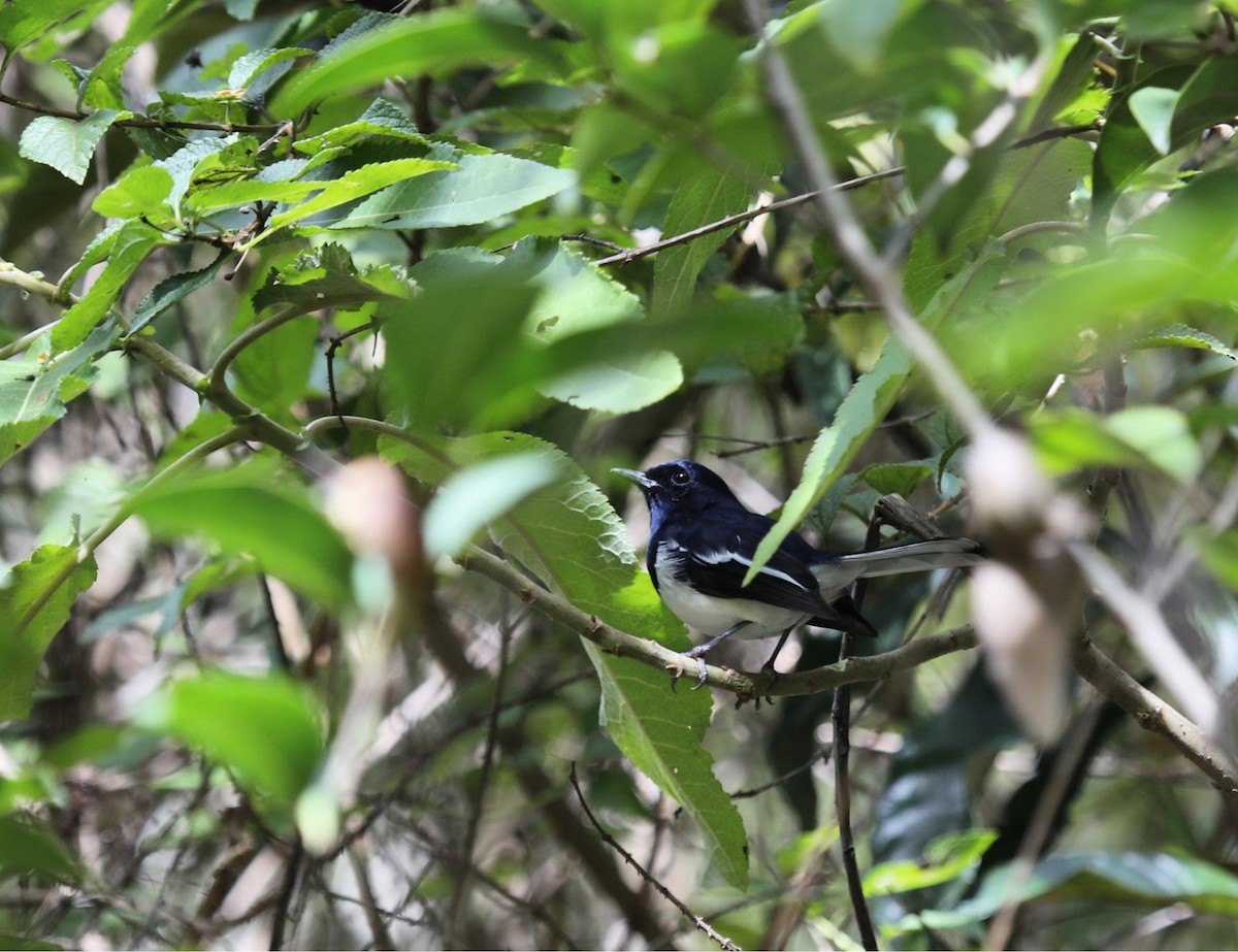 Madagascar Magpie-Robin - ML635386616