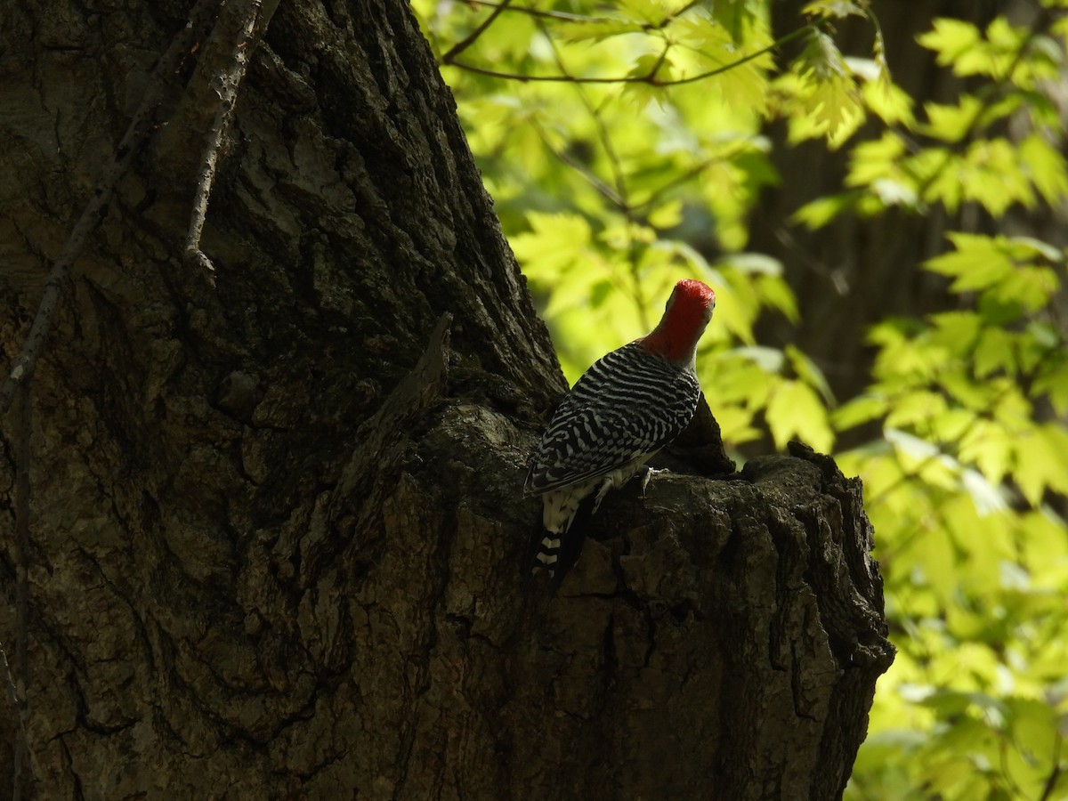 Red-bellied Woodpecker - ML635386667