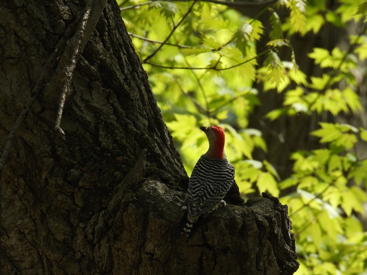 Red-bellied Woodpecker - ML635386668