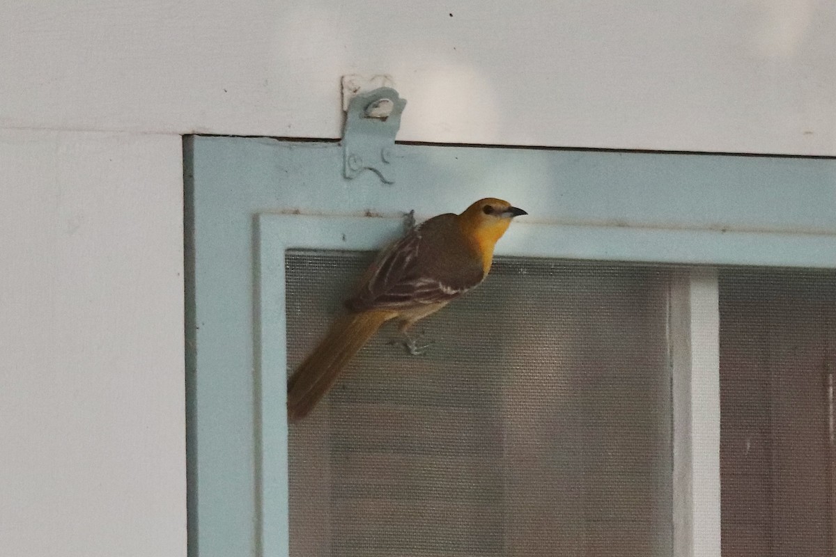 Oriole masqué - ML635386694