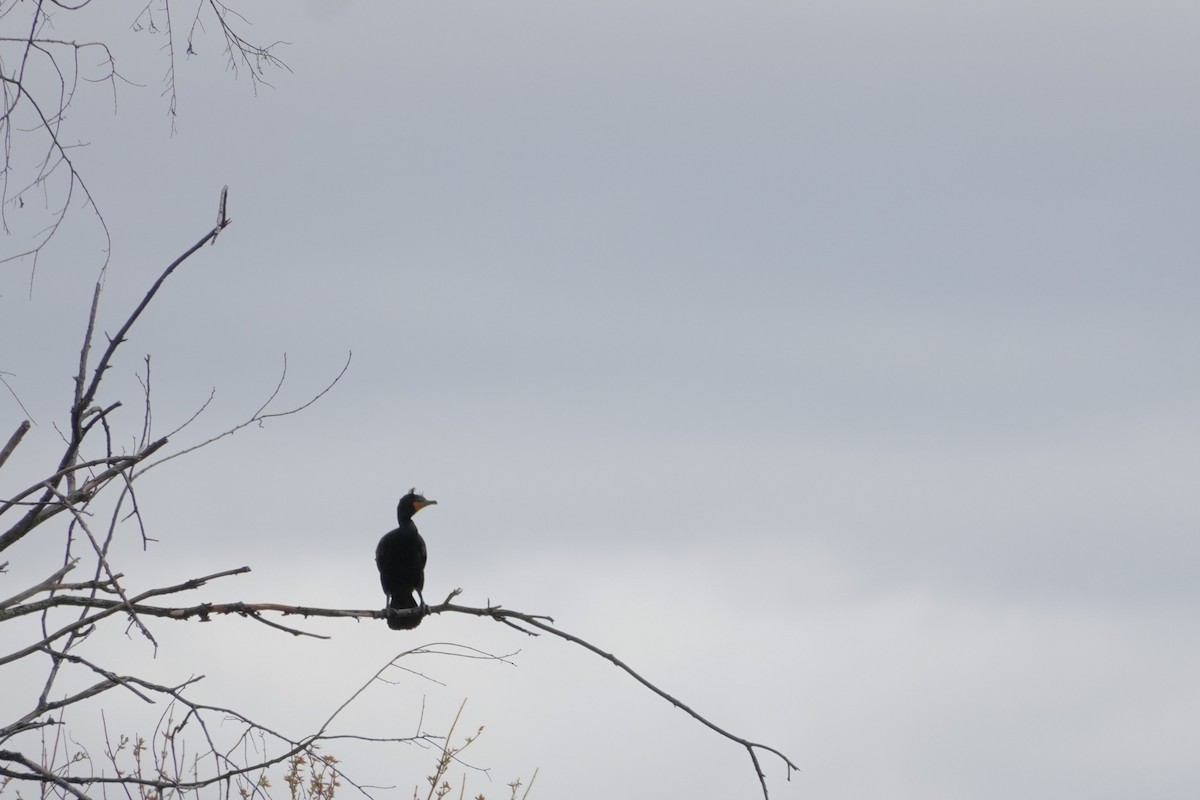 Double-crested Cormorant - ML635386710