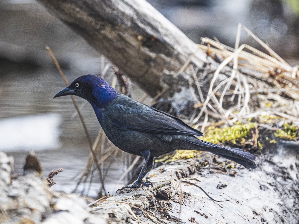 Common Grackle - ML635386776
