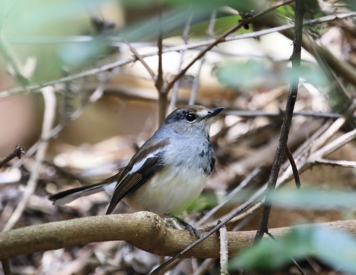 Madagascar Magpie-Robin - ML635386812