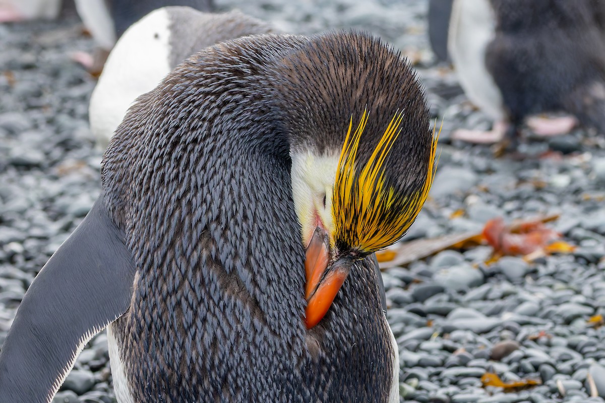 Royal Penguin - ML635386820