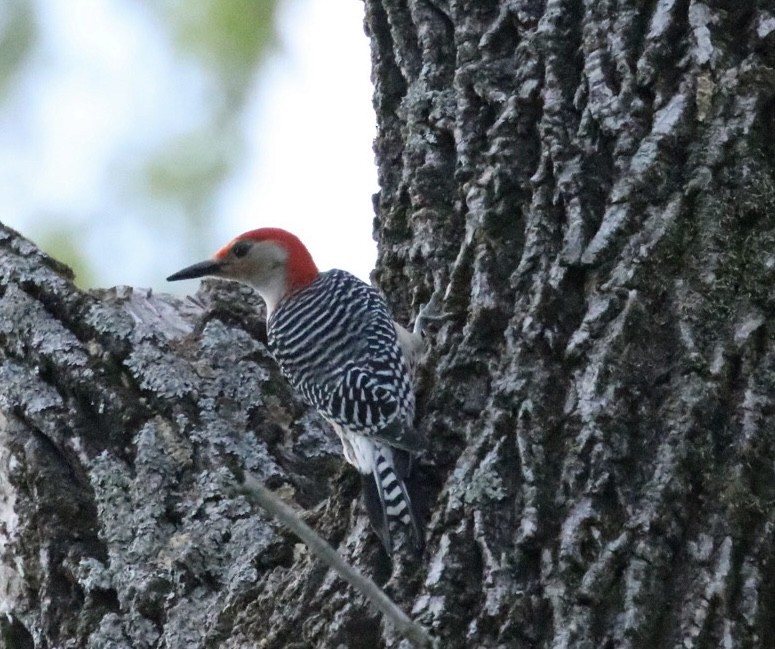 Red-bellied Woodpecker - ML635386823