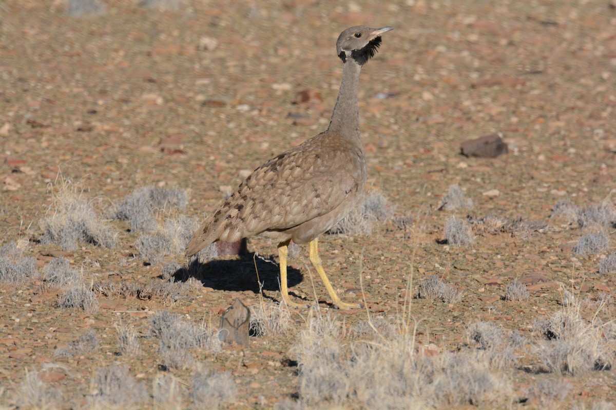 Karoo Bustard - ML635386831