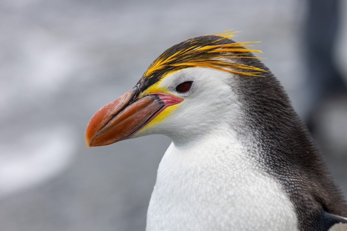 Royal Penguin - ML635386832