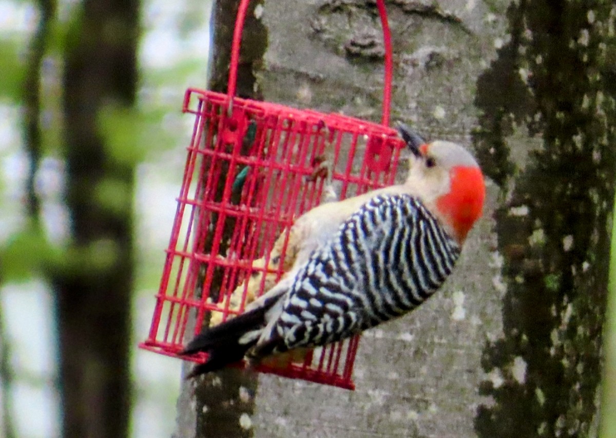 Red-bellied Woodpecker - ML635386833
