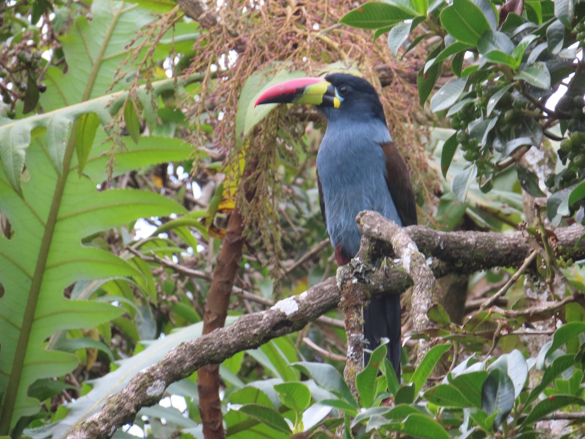 Gray-breasted Mountain-Toucan - ML635386851