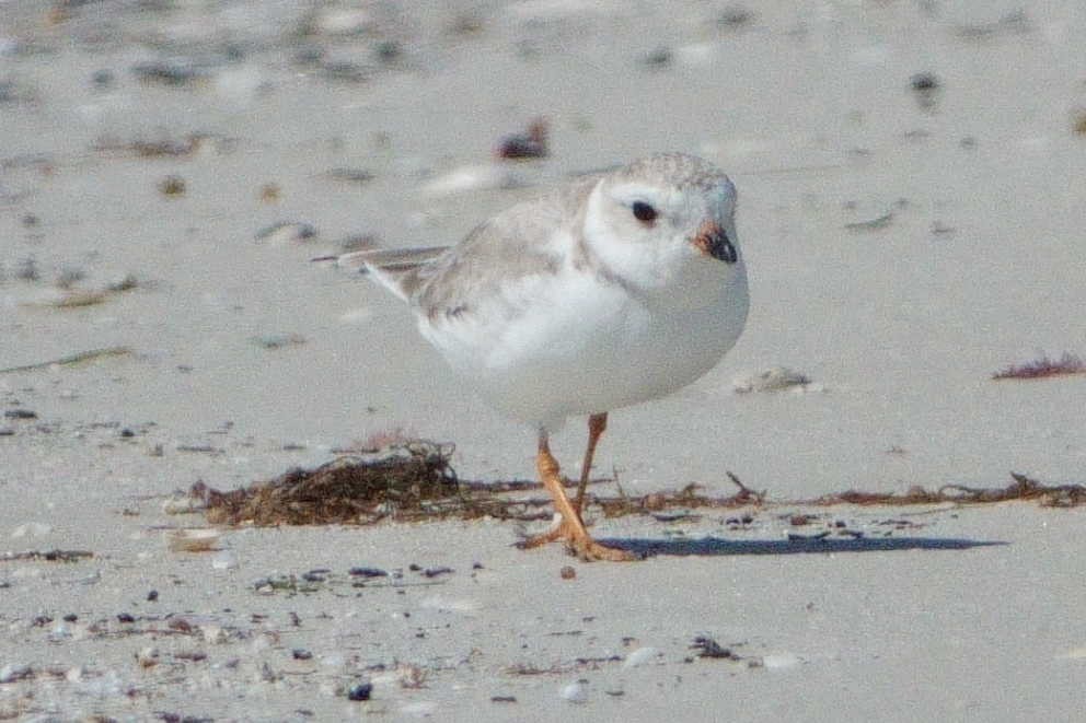 Piping Plover - ML635386864