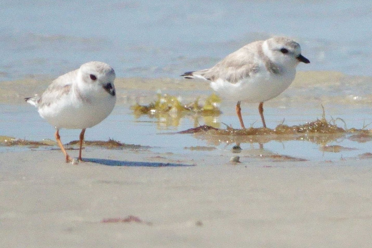 Piping Plover - ML635386881