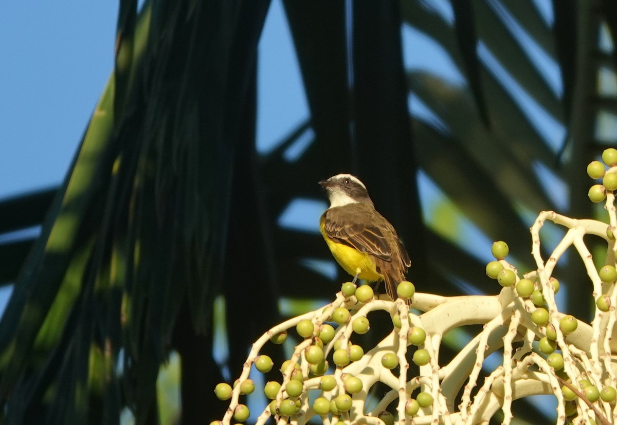 Social Flycatcher - ML635386921