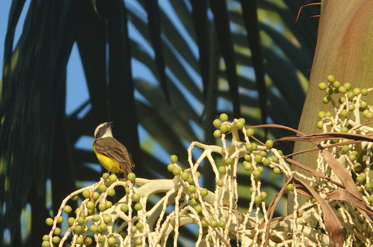 Social Flycatcher - ML635386924