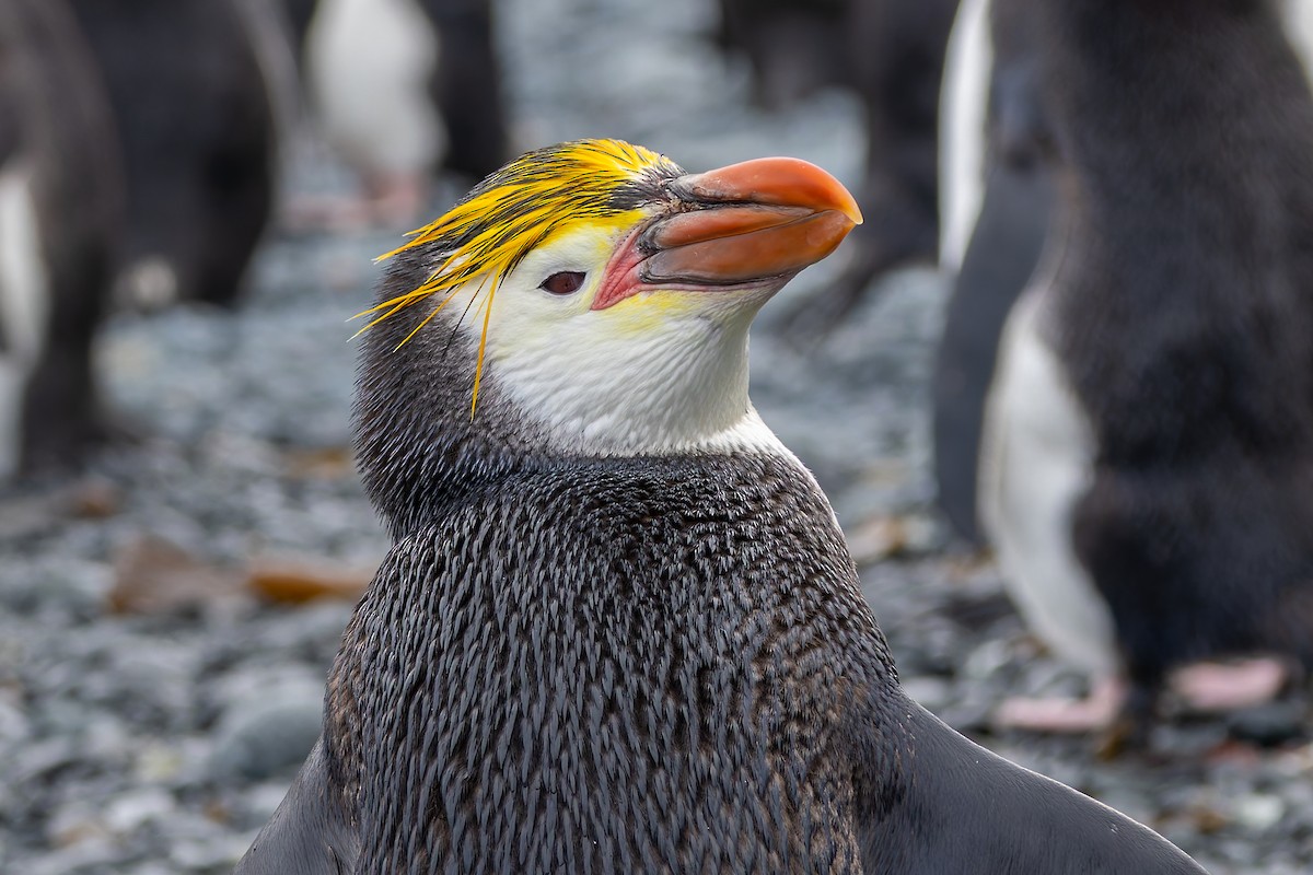 Royal Penguin - ML635386950