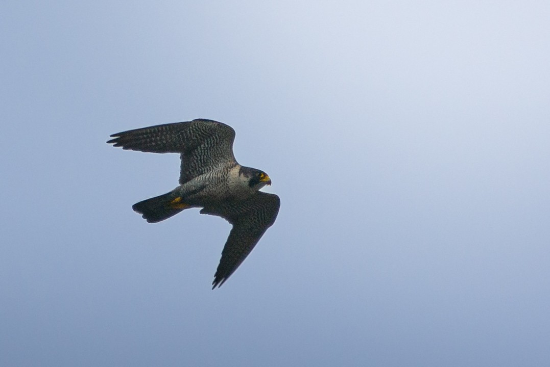 Peregrine Falcon - ML635386988