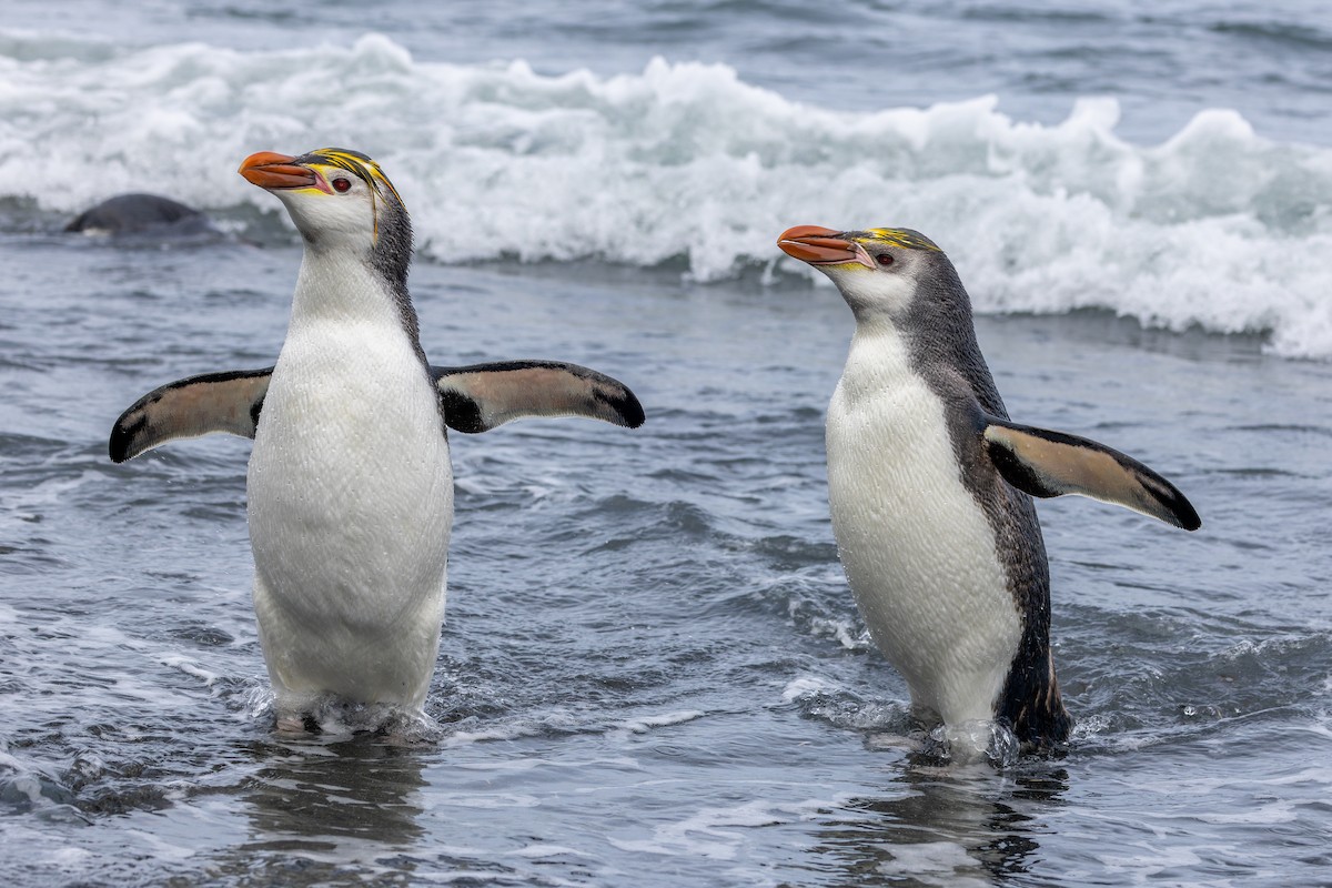 Royal Penguin - ML635386994