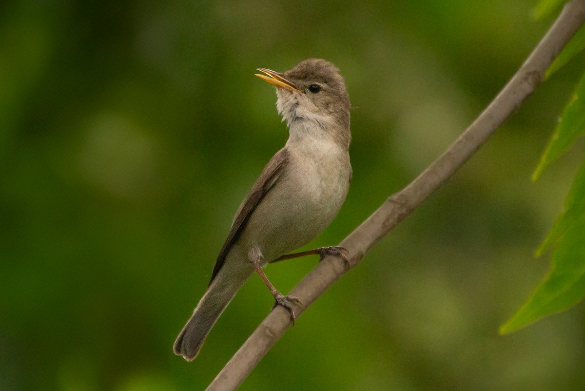 Eastern Olivaceous Warbler - ML635386997