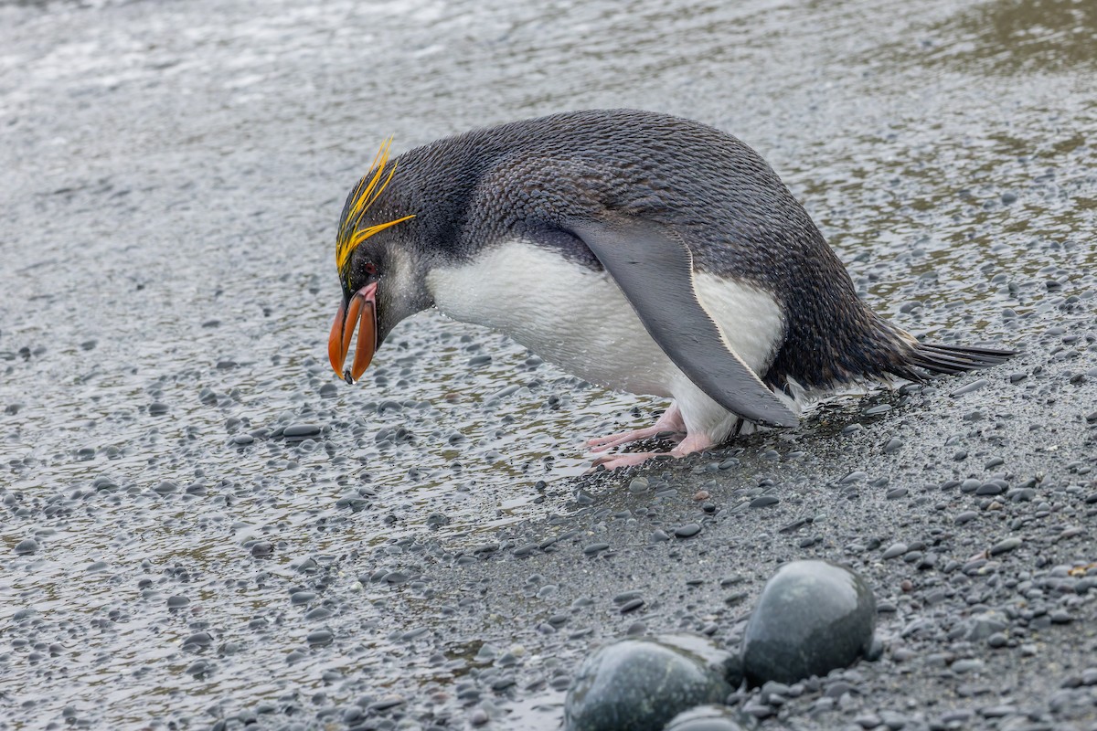 Royal Penguin - ML635387007
