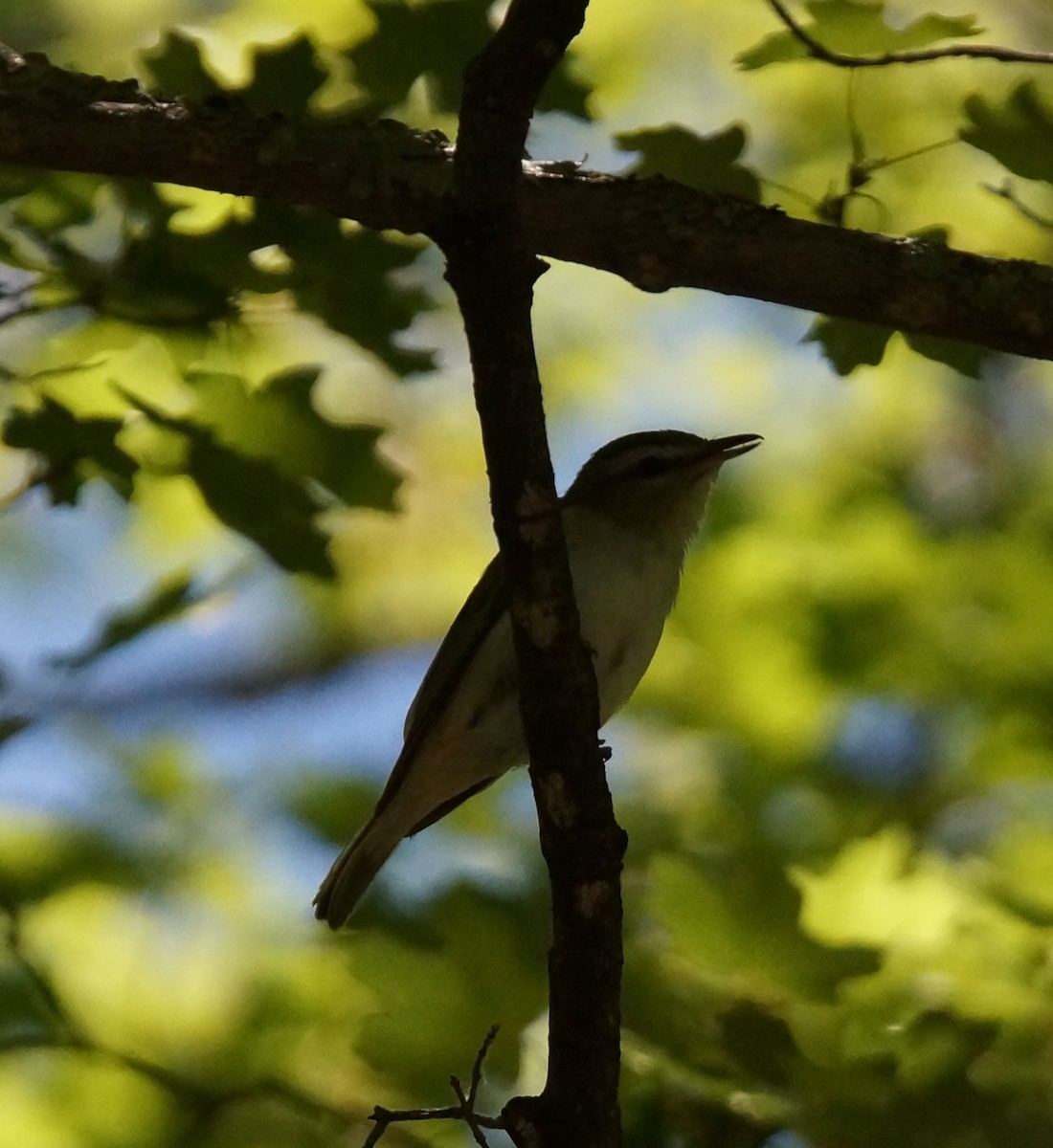 Red-eyed Vireo - ML63538701