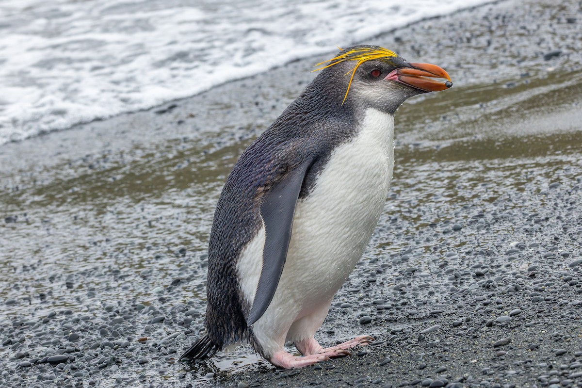 Royal Penguin - ML635387012