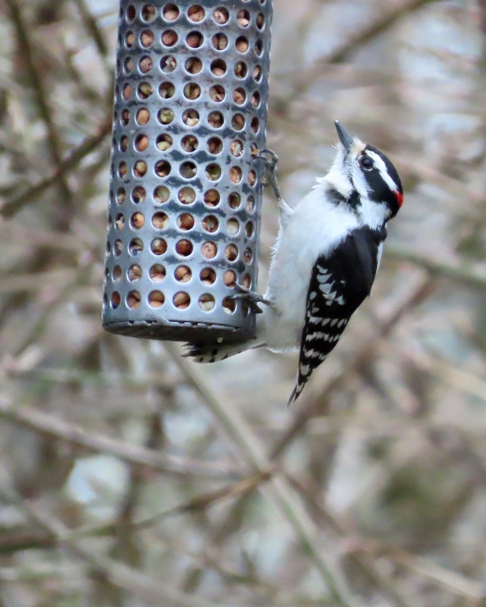 Downy Woodpecker - ML635387021