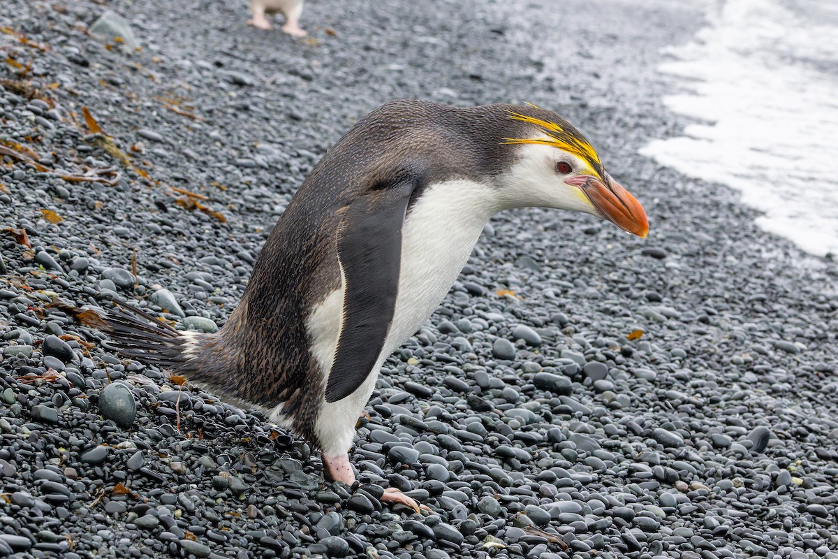 Royal Penguin - ML635387026