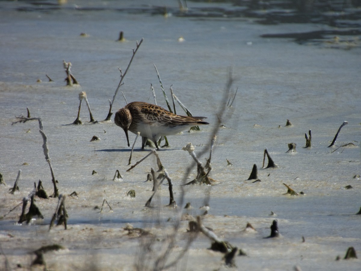 Graubrust-Strandläufer - ML635387033