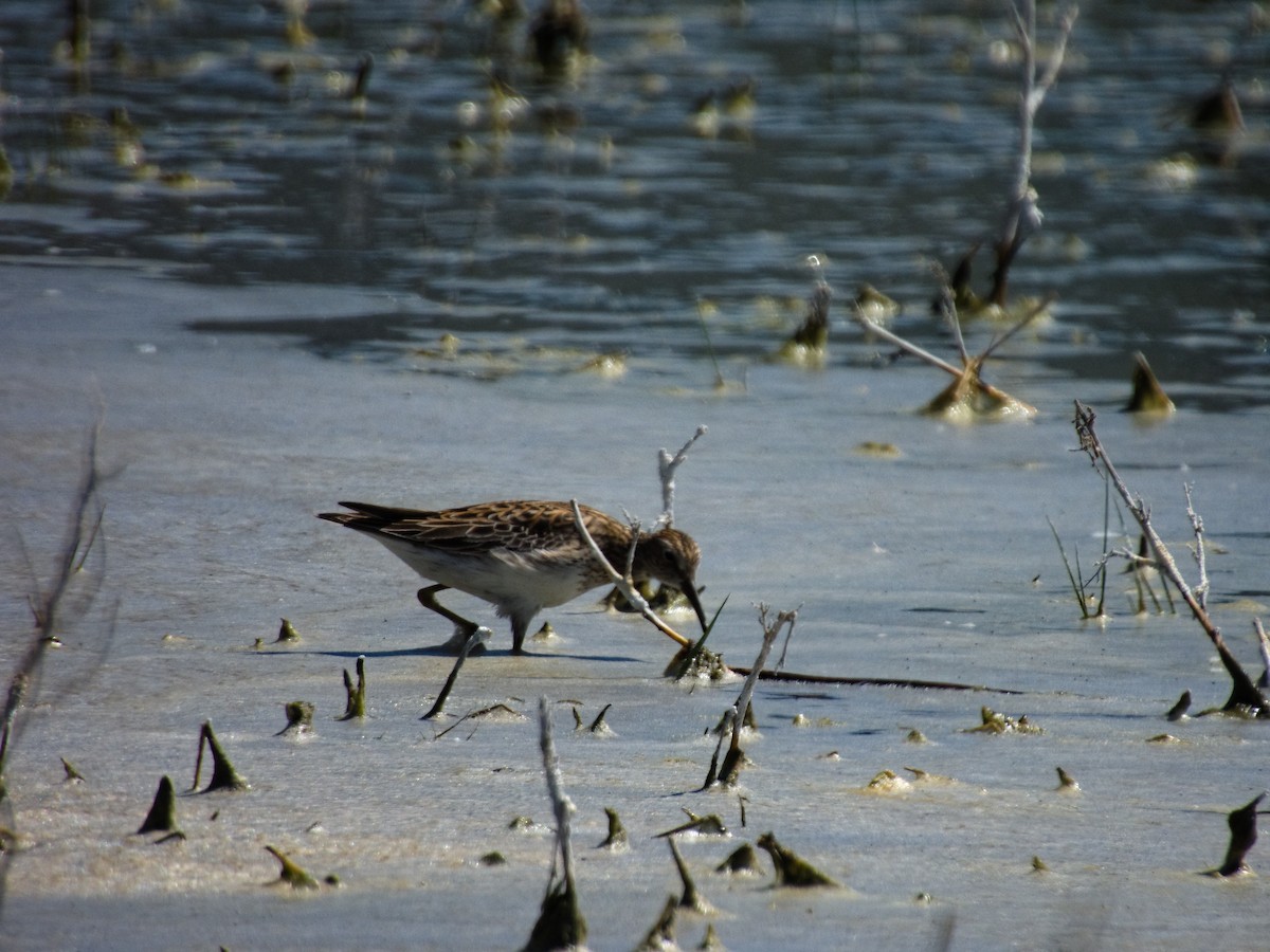 Graubrust-Strandläufer - ML635387034