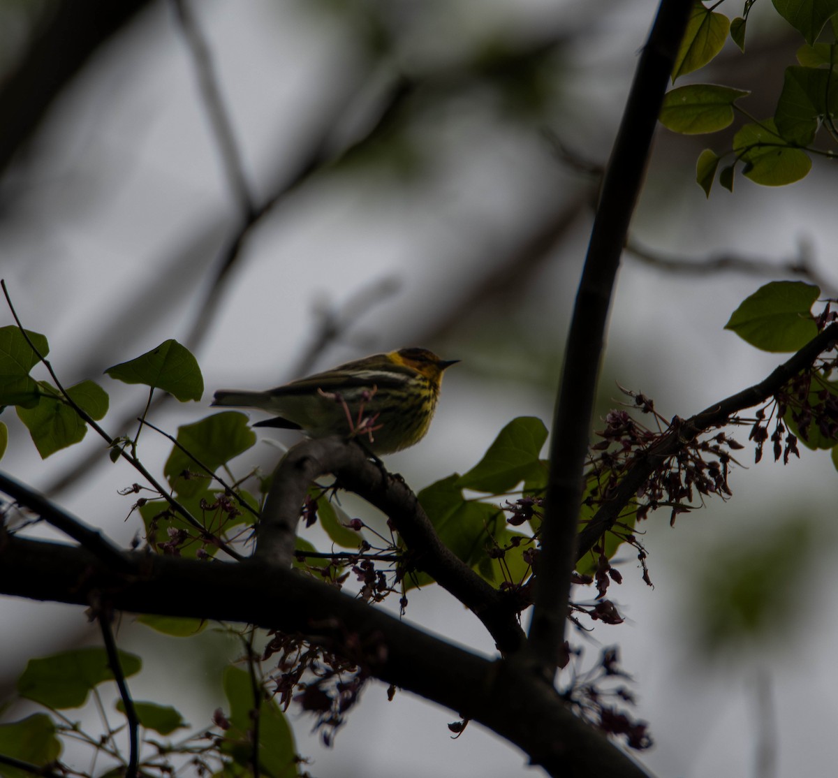 Cape May Warbler - ML635387048