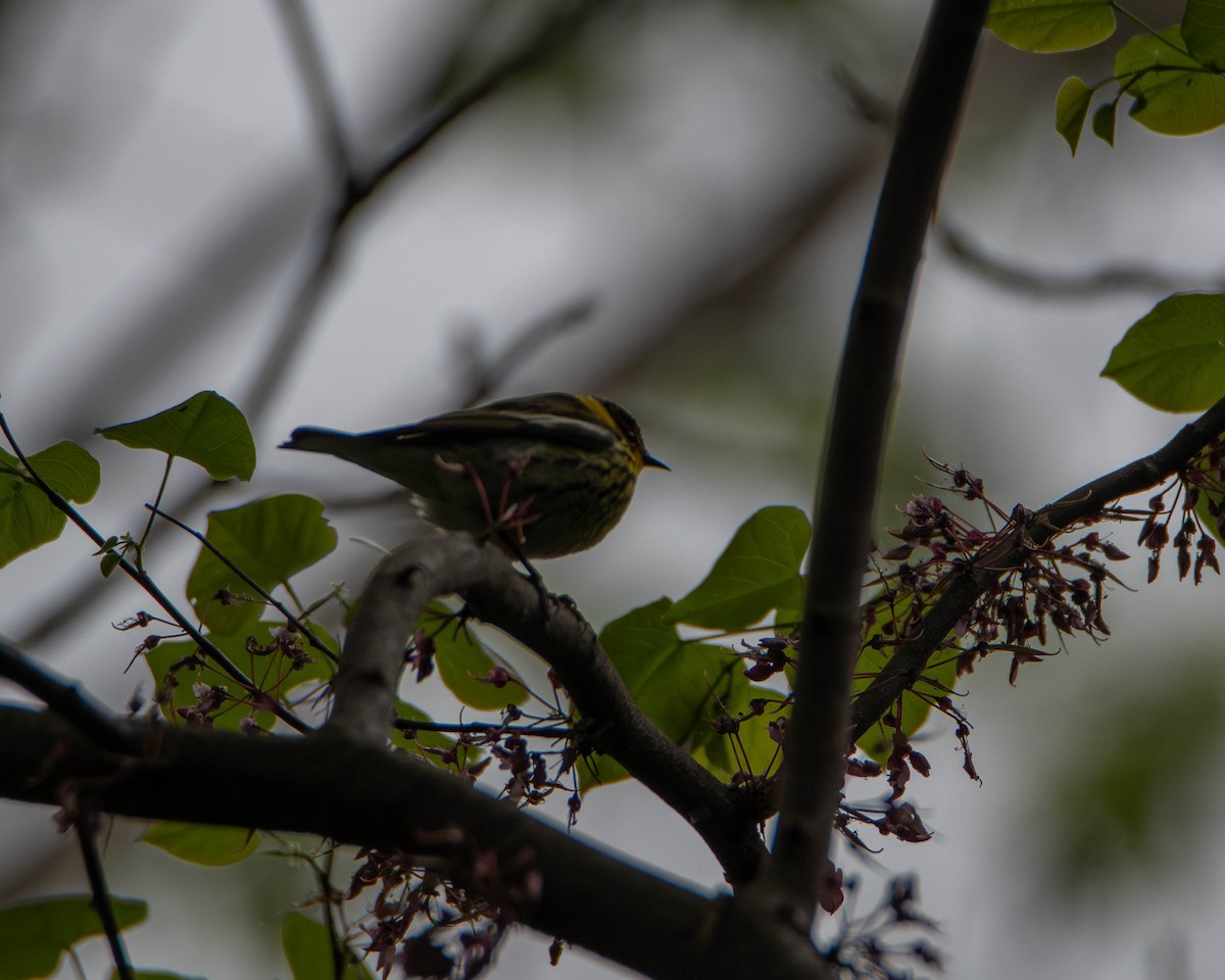 Cape May Warbler - ML635387049