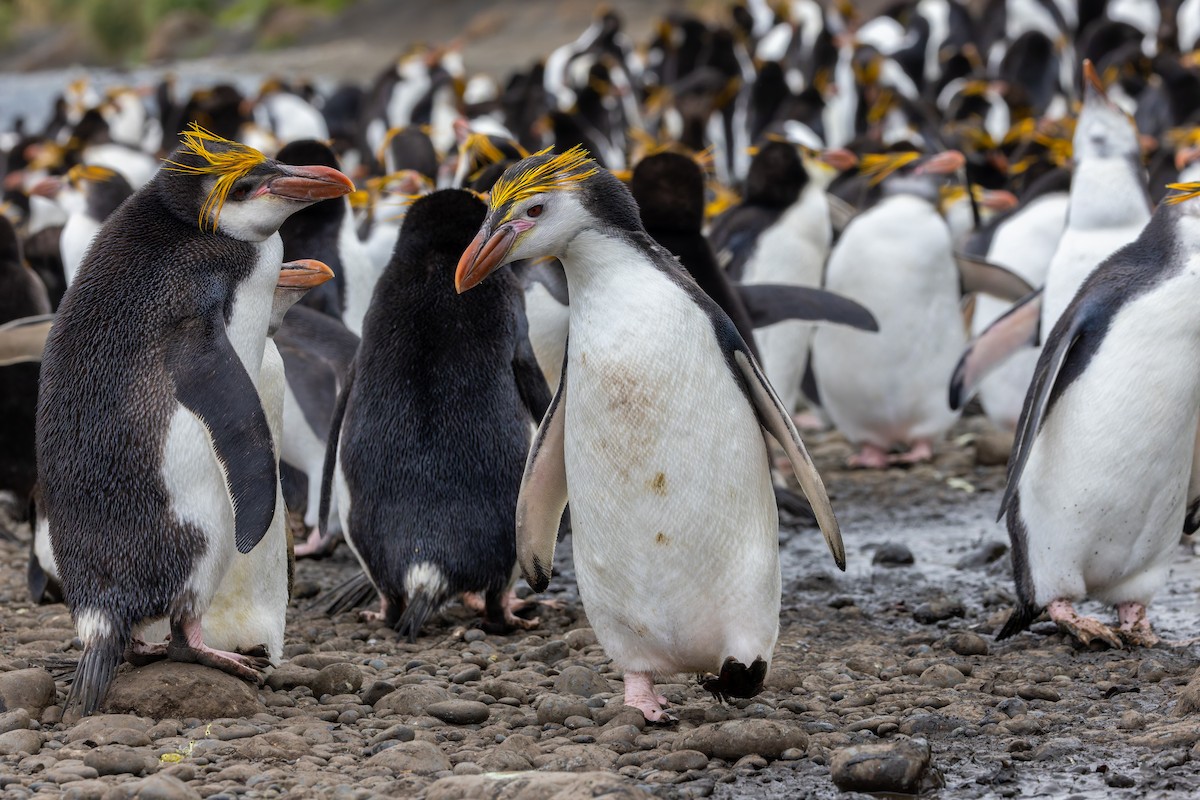 Royal Penguin - ML635387064