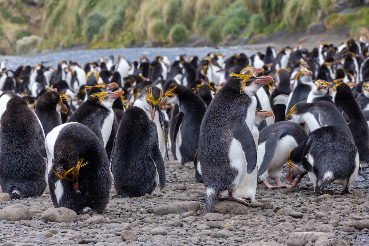 Royal Penguin - ML635387118