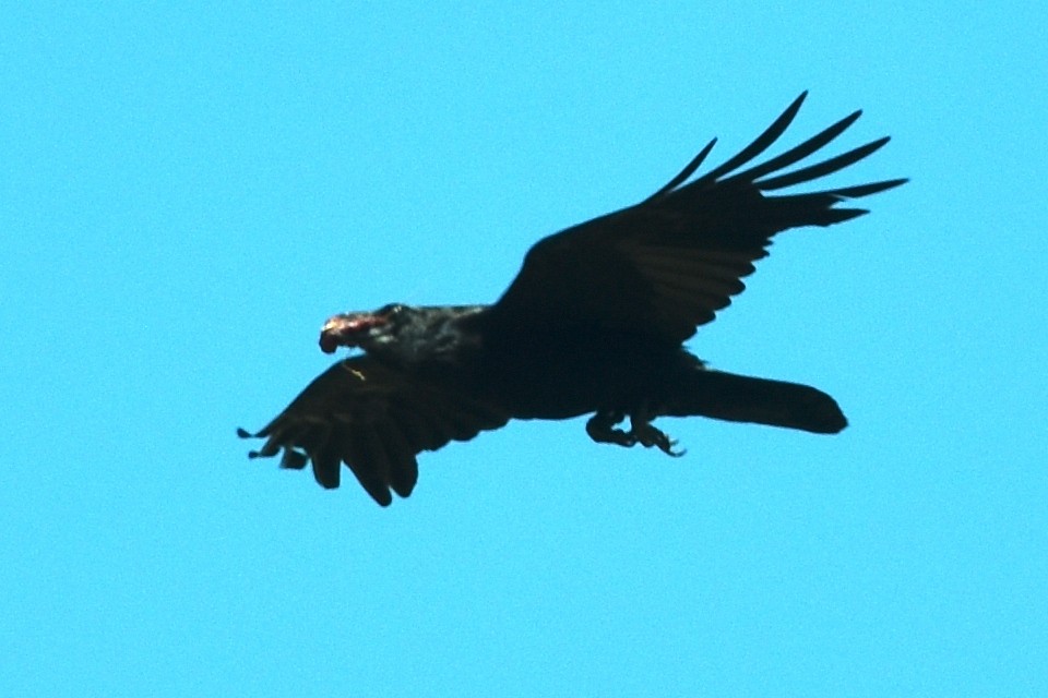 Common Raven - ML635387145