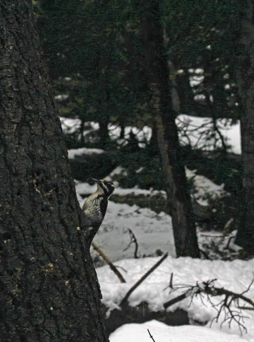 American Three-toed Woodpecker - ML635387186