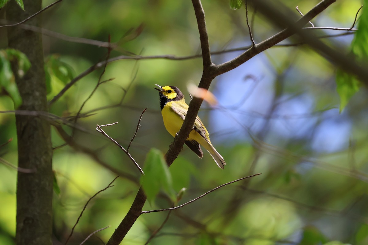 Hooded Warbler - ML635387352