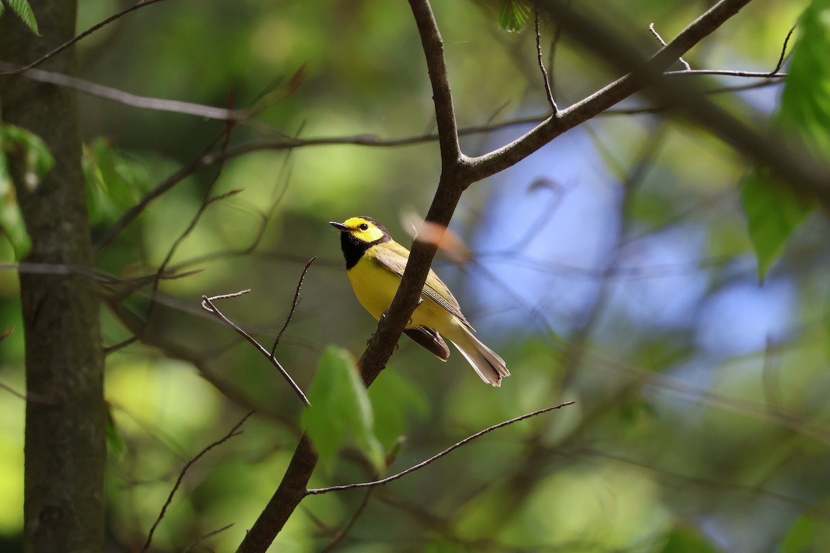 Hooded Warbler - ML635387391