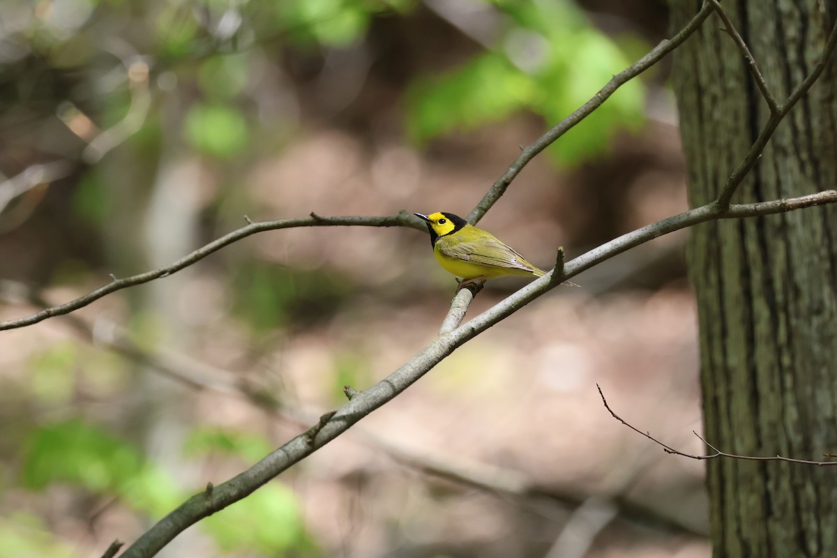 Hooded Warbler - ML635387410