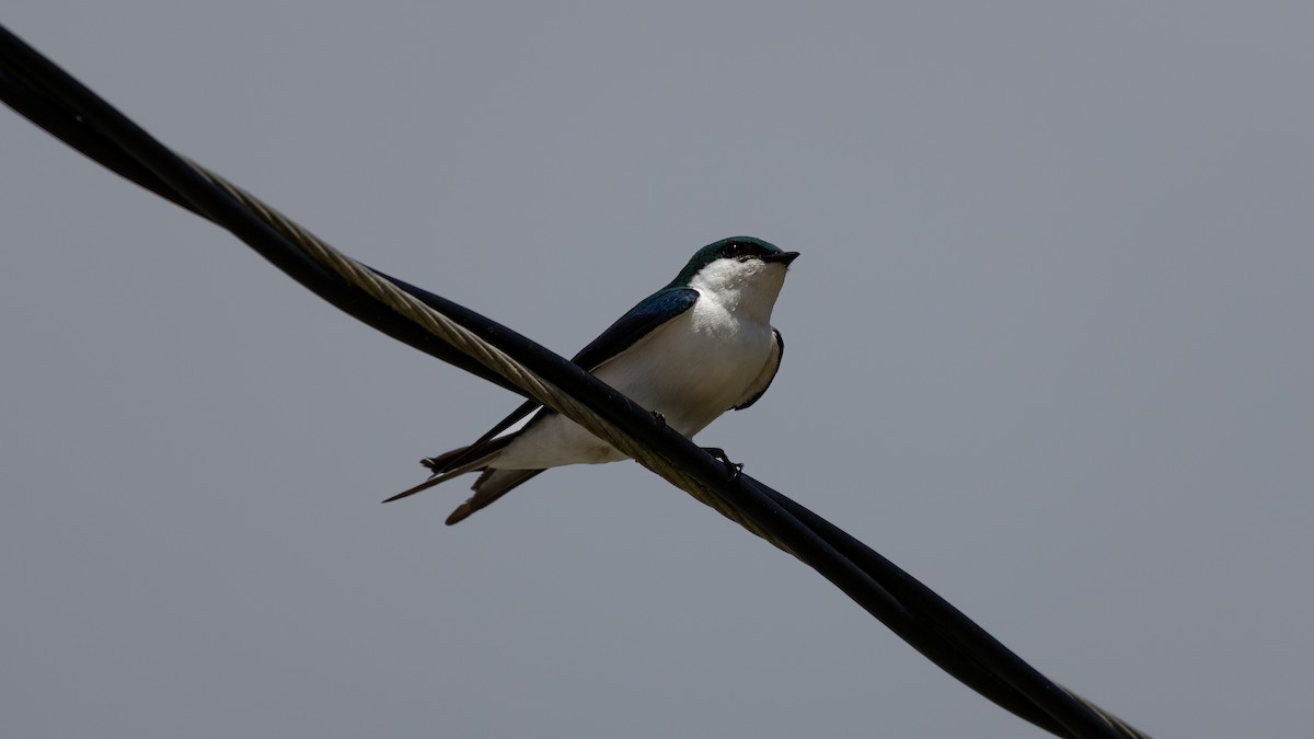 Bahama Swallow - ML635387436